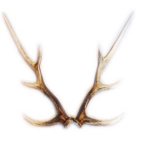 Leaf Corp 国産 ヘラジカの角 オブジェ 1本 インテリア : チャーム