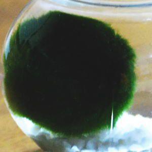 天然まりも(外国産) 1個入り 水草 マリモ育...の詳細画像1