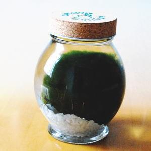 天然まりも 超特大サイズ 直径約５ ７センチ １個入り アクアリウム 水草 インテリア 5starinspections Com