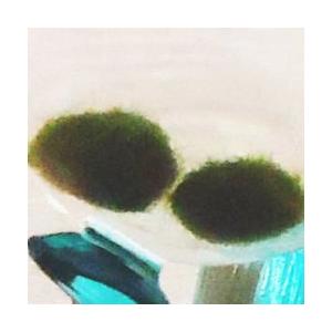 養殖マリモ Sサイズ 2個 水草 まりも 毬藻...の詳細画像2
