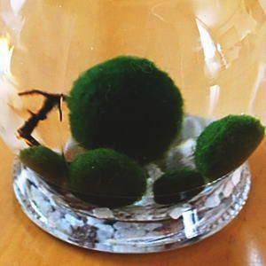 養殖マリモ 5個入り コルク ガラス瓶 マリモ...の詳細画像1