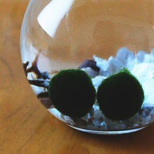 養殖まりも 2個入り コルク瓶 アクアリウム ...の詳細画像1