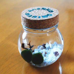 養殖まりも 2個入り コルク瓶 アクアリウム ...の詳細画像2