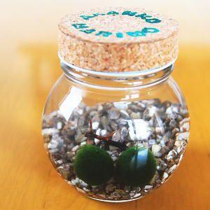 養殖まりも2個入り ミネラル鉱石入り コルク瓶...の詳細画像2