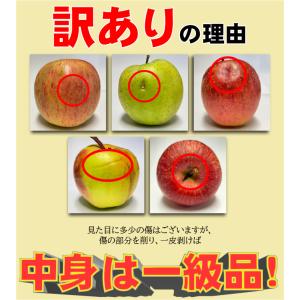 令和7年 青森県産 訳あり りんご 10kg ...の詳細画像5