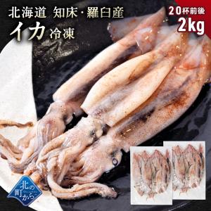 スルメイカ 2kg (20杯前後) 北海道 知床・羅臼産 するめいか まめいか 豆いか いか イカ 烏賊 生冷 冷凍 お取り寄せ 国産 送料無料