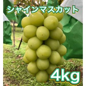 【8月23日から予約販売開始！１０月上旬頃から順次発送！】長野産　シャインマスカット　約4kg　8〜11房　ご家庭用 朝収穫産地直送　