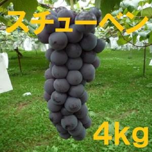 長野産　スチューベン　家庭用ぶどう　約4kg　8房〜20房　朝収穫　産地直送