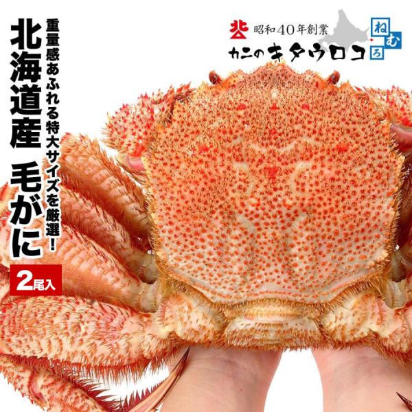 北海道産 毛ガニ 1尾当り 570g 前後 2尾入 送料無料 毛蟹 ギフト かに カニ 蟹 ギフト ...