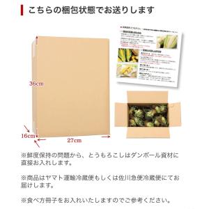 【予約】 早割 とうもろこし ゴールドラッシュ...の詳細画像5