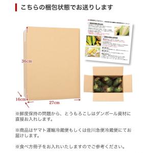 予約 早割 シャイニングコーン 6本入 送料無...の詳細画像5