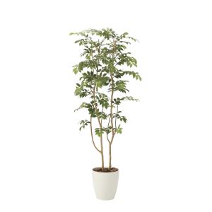 人工観葉植物 光触媒加工 ウンベラータ1.65m 代引き不可 フェイク