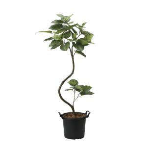 人工観葉植物 光触媒加工 ウンベラータ1.65m...の商品画像