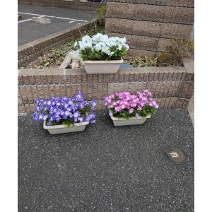 造花 サイネリアプランター3点セット 工事現場...の詳細画像1