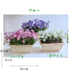 造花 サイネリアプランター3点セット 工事現場...の詳細画像2