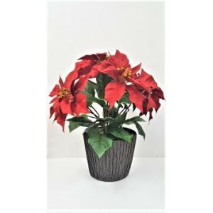 ポインセチア 白の商品一覧 通販 Yahoo ショッピング
