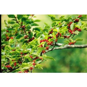 アオハダ（青膚）苗木　25〜50cm前後