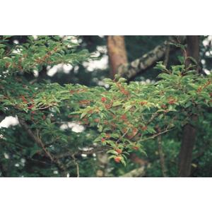 アオハダ(青膚)苗木 25〜50cm前後の詳細画像2