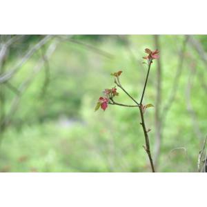 アカメガシワ(赤芽槲)苗木 30〜50cm前後の詳細画像3