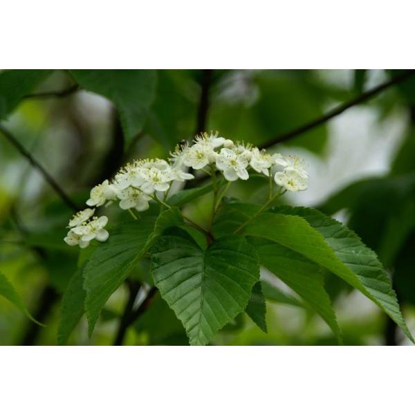 アズキナシ（小豆梨）苗木　10〜50cm前後