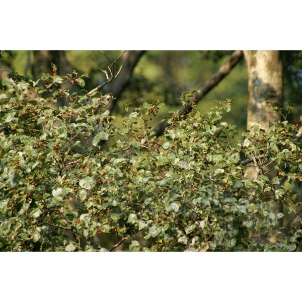 エノキ（榎）苗木　30〜50cm前後