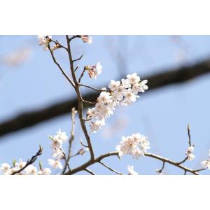 エドヒガンザクラ(江戸彼岸桜)苗木 30〜50...の詳細画像2