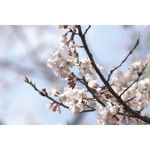 エドヒガンザクラ(江戸彼岸桜)苗木 30〜50...の詳細画像3