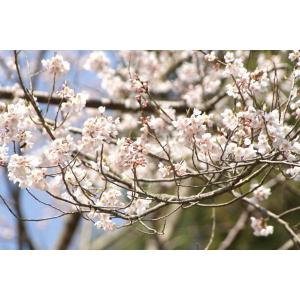 エドヒガンザクラ(江戸彼岸桜)苗木 30〜50...の詳細画像4
