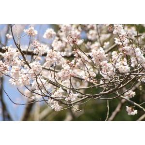エドヒガンザクラ(江戸彼岸桜)苗木 30〜50...の詳細画像5