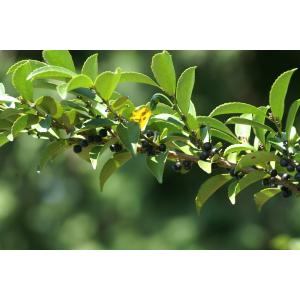 榊 苗木 常緑樹の植木 庭木 の商品一覧 苗木 植木 花 ガーデニング 通販 Yahoo ショッピング