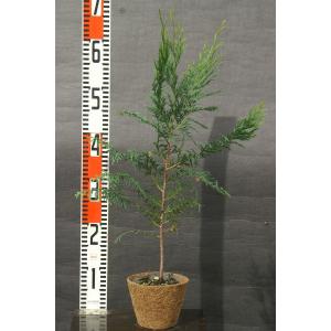 アスナロ（翌檜）苗木「常緑樹」 30〜50cm前後 : キヨタキナーセリー