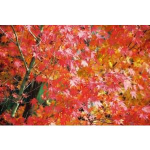 同梱　イロハモミジ　紅葉　苗木 モミジ（抜き苗）紅葉 モミジ苗木 イロハモミジ - メルカリ