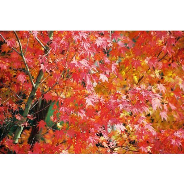 イロハモミジ（紅葉）苗木「庭木」　30〜50cm前後