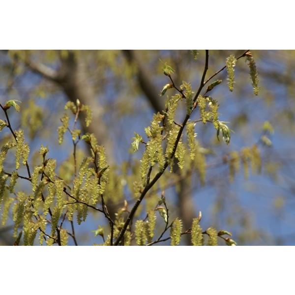 イヌシデ（犬四手）苗木　30〜50cm前後