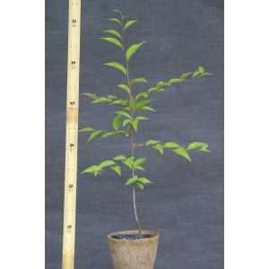 カマツカ(鎌柄)苗木「庭木」 30〜50cm前後の詳細画像1