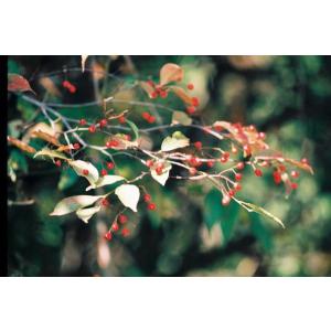 カマツカ(鎌柄)苗木「庭木」 30〜50cm前後の詳細画像2