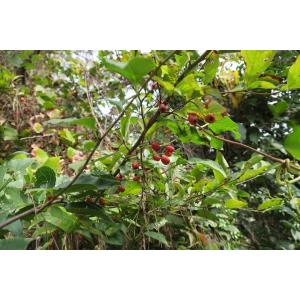 カマツカ(鎌柄)苗木「庭木」 30〜50cm前後の詳細画像3