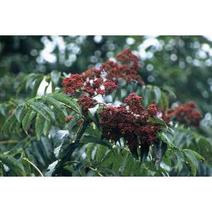 カラスザンショウ（烏山椒）苗木 20〜50cm前後 : キヨタキナーセリー