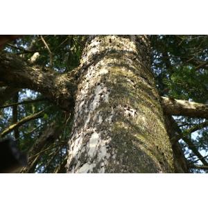 カヤノキ（榧の木）苗木「庭木」「針葉樹」　25〜50cm前後｜キヨタキナーセリー