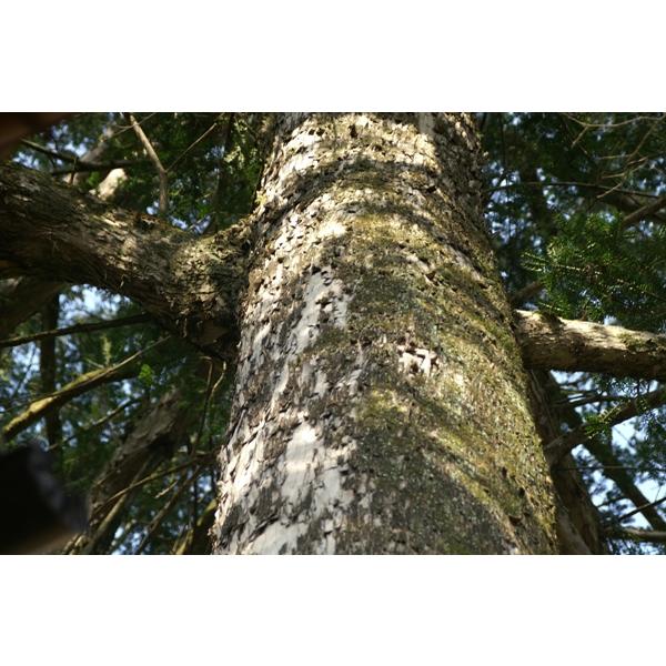 カヤノキ（榧の木）苗木「庭木」「針葉樹」　20〜50cm前後