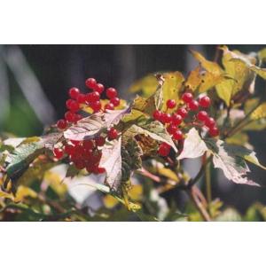 カンボク（肝木）苗木　30〜50cm前後