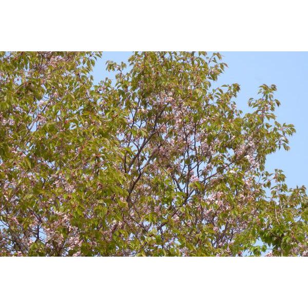 カスミザクラ（霞桜）苗木　30〜50cm前後
