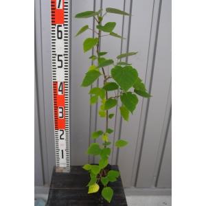 カジノキ（梶の木）苗木　30〜50cm前後
