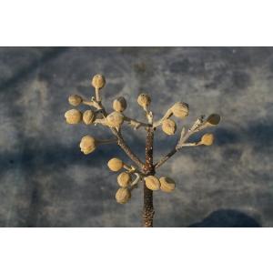 ニホンギリ(日本桐)苗木 25〜50cm前後の詳細画像2