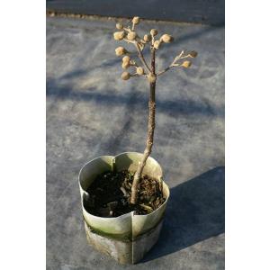 ニホンギリ(日本桐)苗木 25〜50cm前後の詳細画像3
