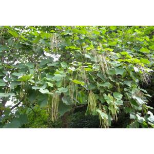 キササゲ(木大角豆)苗木 30〜50cm前後の詳細画像4