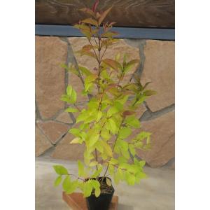 キハダ（黄膚）苗木 20〜50cm前後 : キヨタキナーセリー - 通販