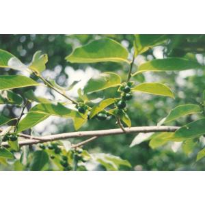 マメガキ（豆柿）苗木　25〜50cm前後