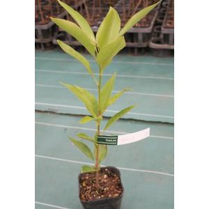 アカマツ（赤松）苗木 30〜50cm前後 : キヨタキナーセリー - 通販