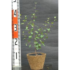イヌエンジュ（犬槐）苗木 30〜50cm前後 : キヨタキナーセリー - 通販